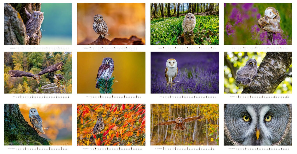 Wandkalender mit Eulenbildern Übersicht