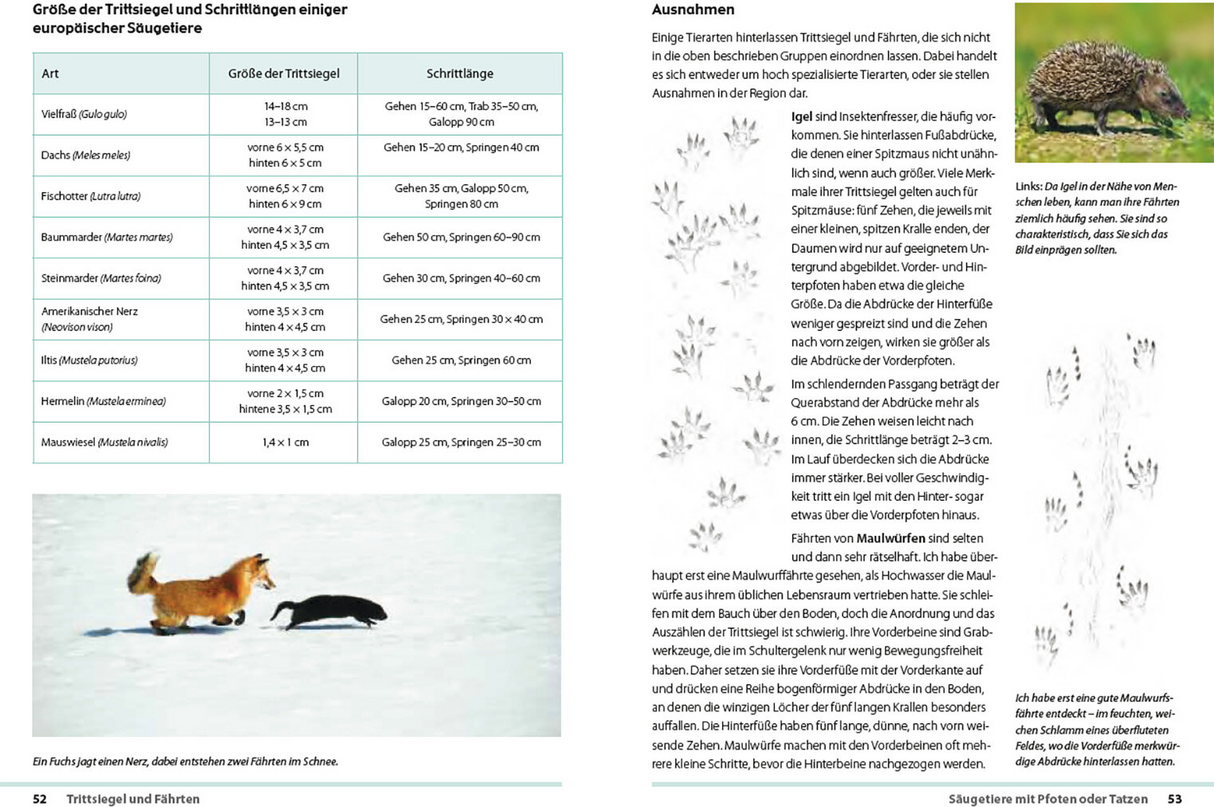 Fährten lesen und Spuren suchen - Innenansicht 1