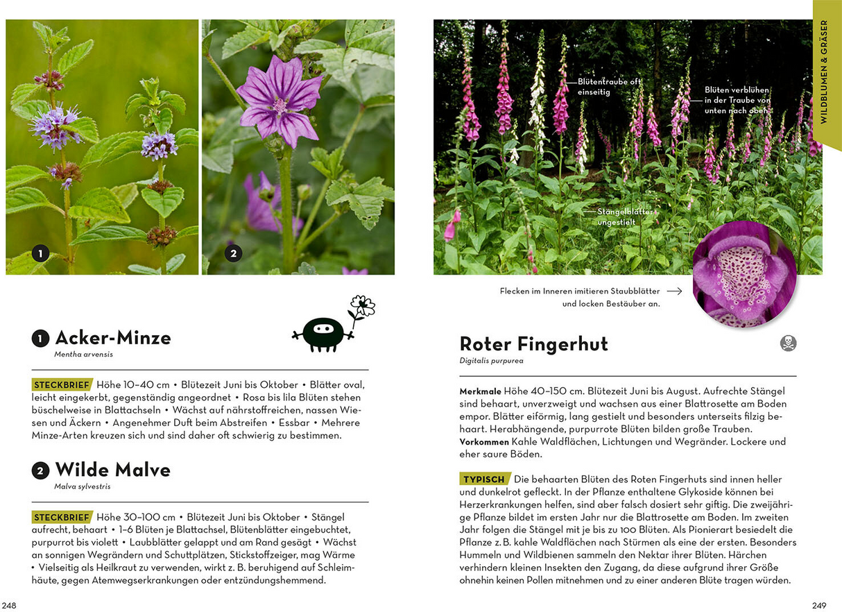 Familien-Naturführer - Wildblumen & Gräser