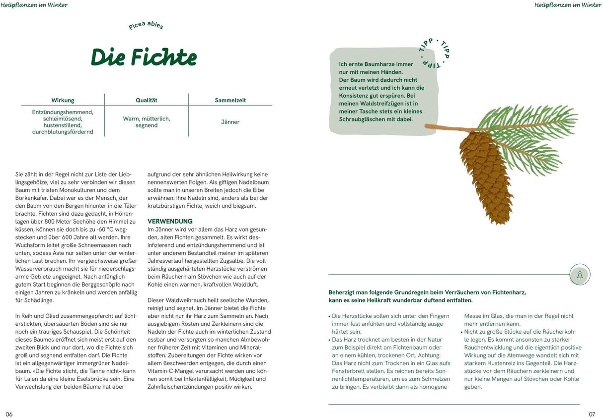 grosse waldapotheke innenansicht Fichte