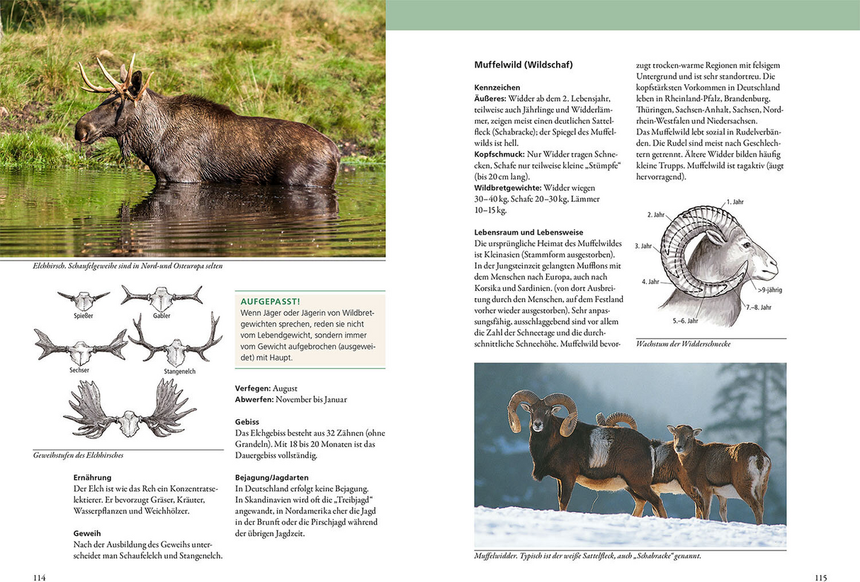 Grundwissen Jägerprüfung - Muffelwild