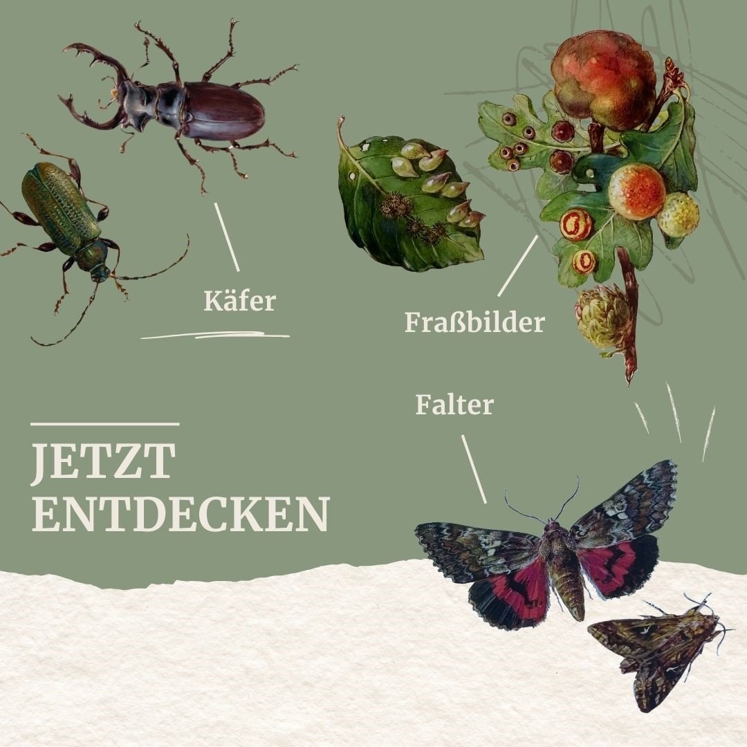 gottfried amann kerfe des waldes