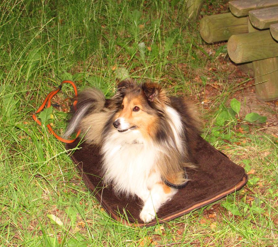 Niggeloh Hundebett Mobil