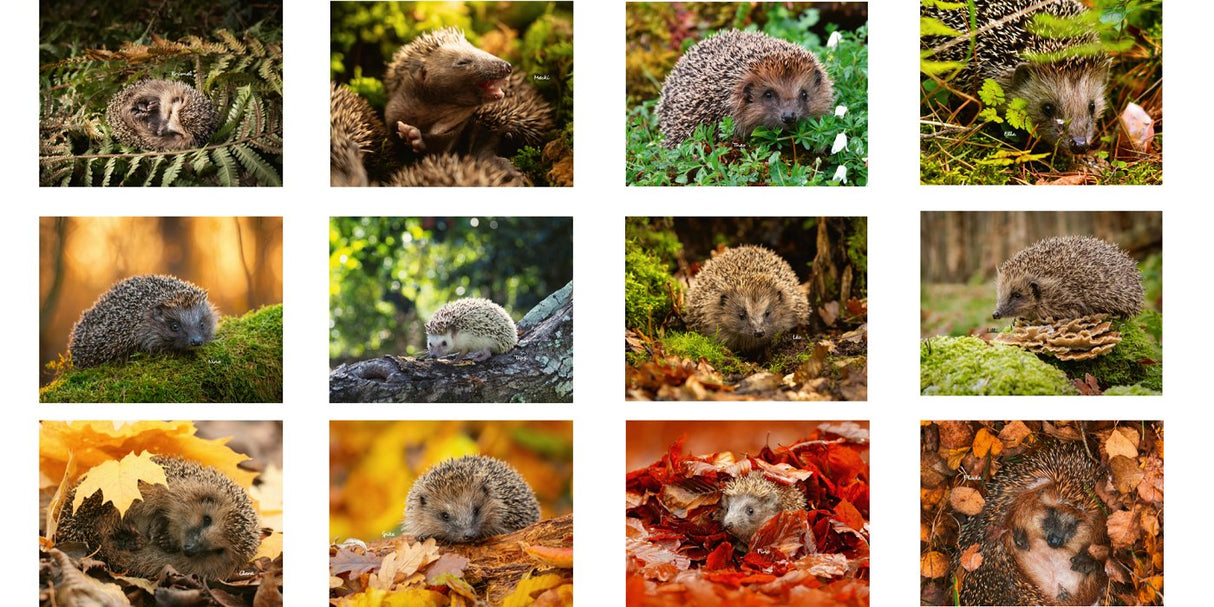 Igel Eintragkalender 2026 Uebersicht