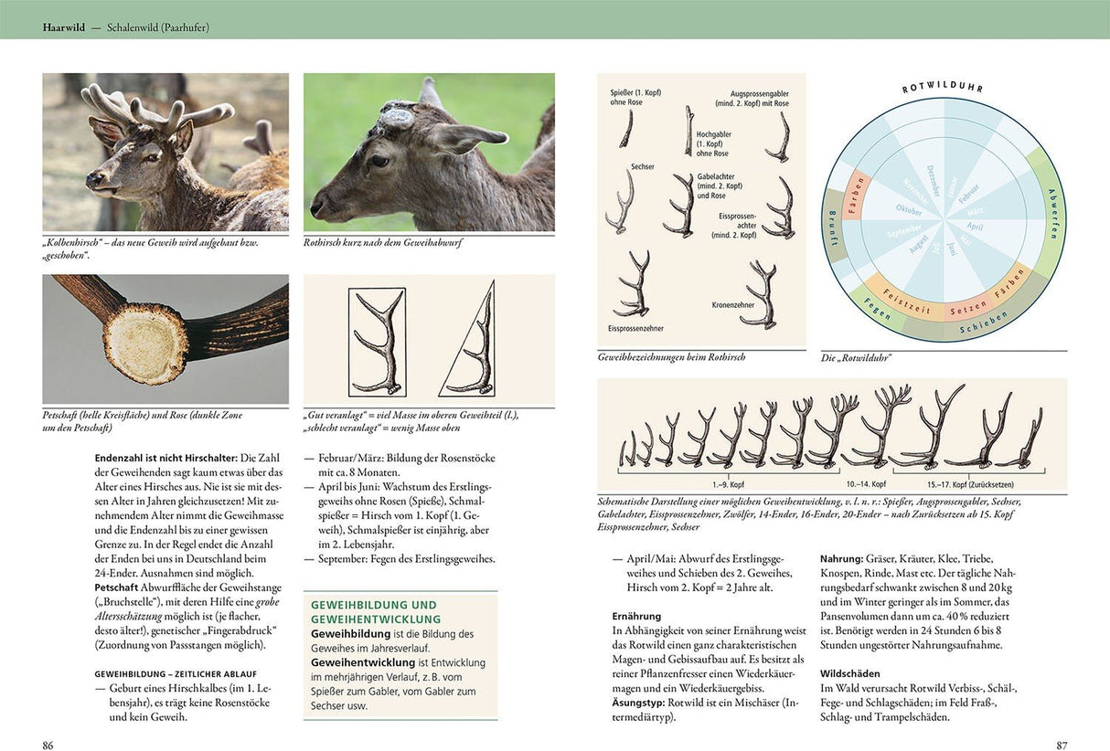 Jaegerpruefung Haarwild