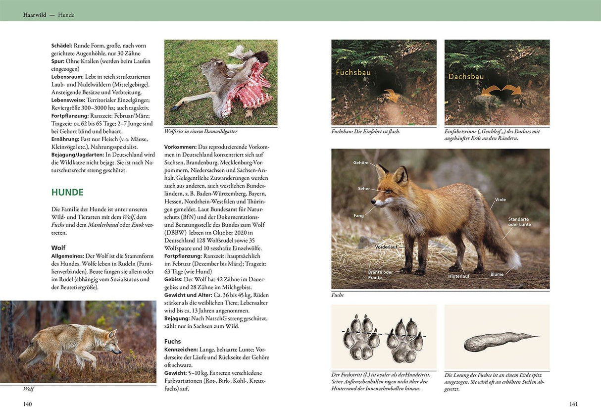 Jaegerpruefung - Haarwild - Hunde