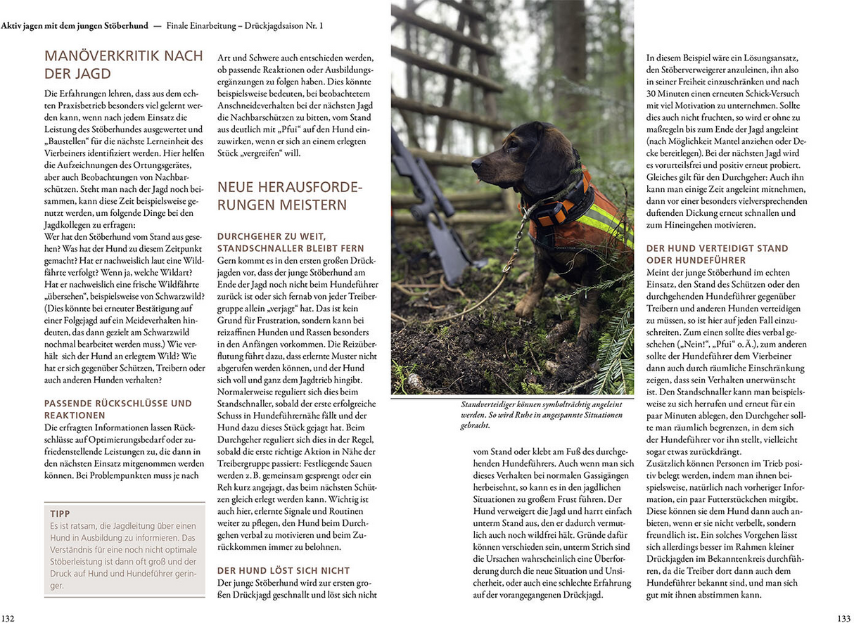 Jagen mit Stöberhunden - Drückjagd