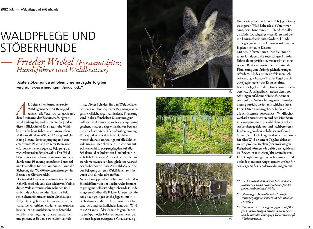 Jagen mit Stöberhunden - Waldpflege