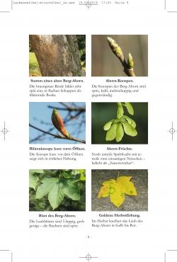 Laubbäume, Fladenhofer/Wirnsberger