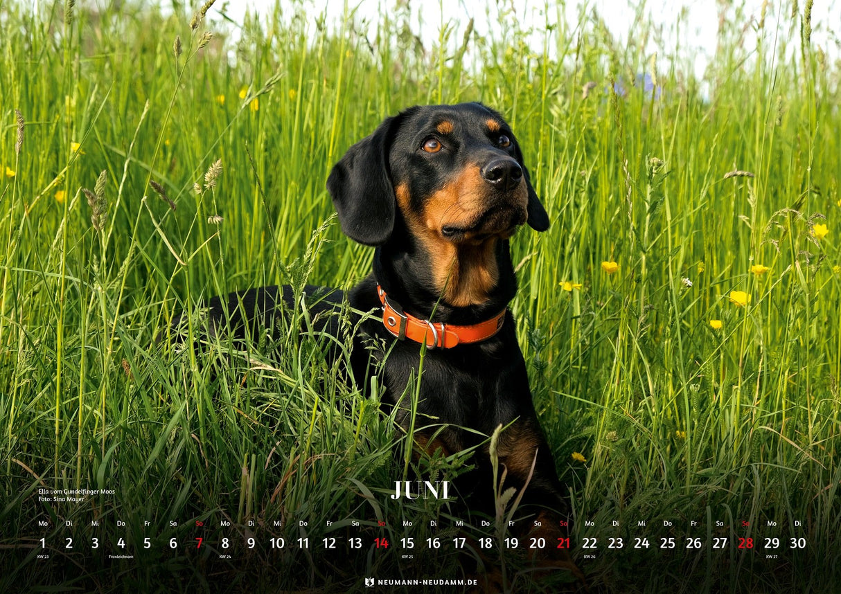 Kalender 2026 Schwarzwildbracken