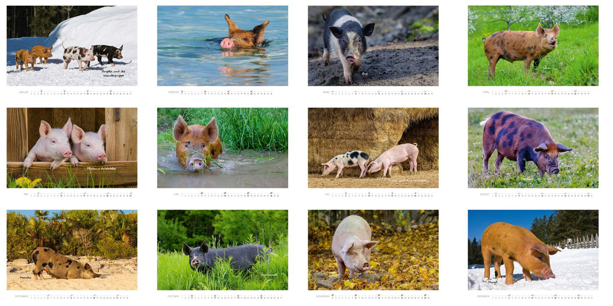 2026 Schweine Kalender