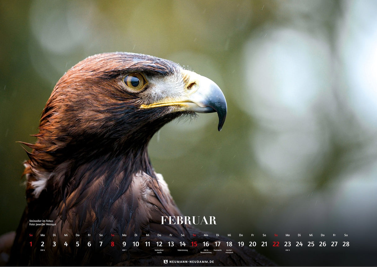 themenkalender greifvoegel 2026