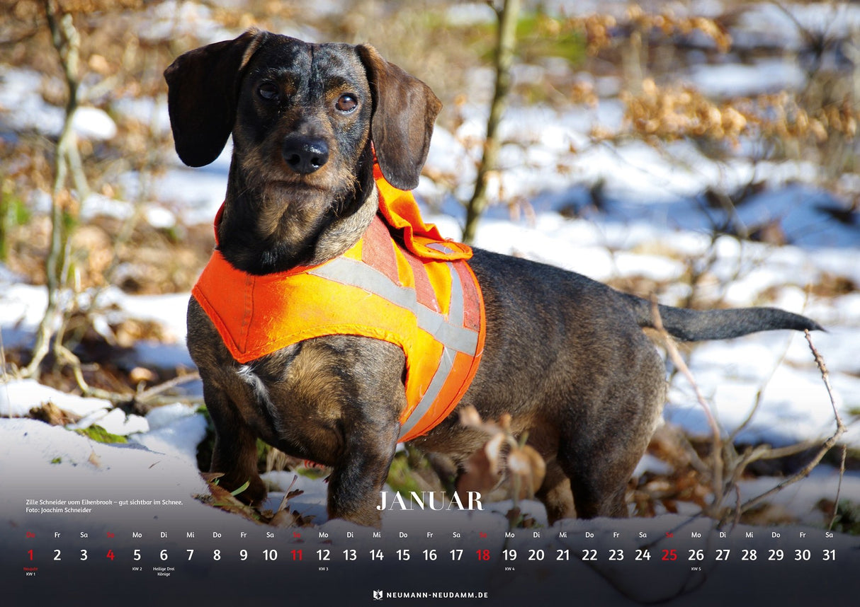 Themenkalender Teckel 2026