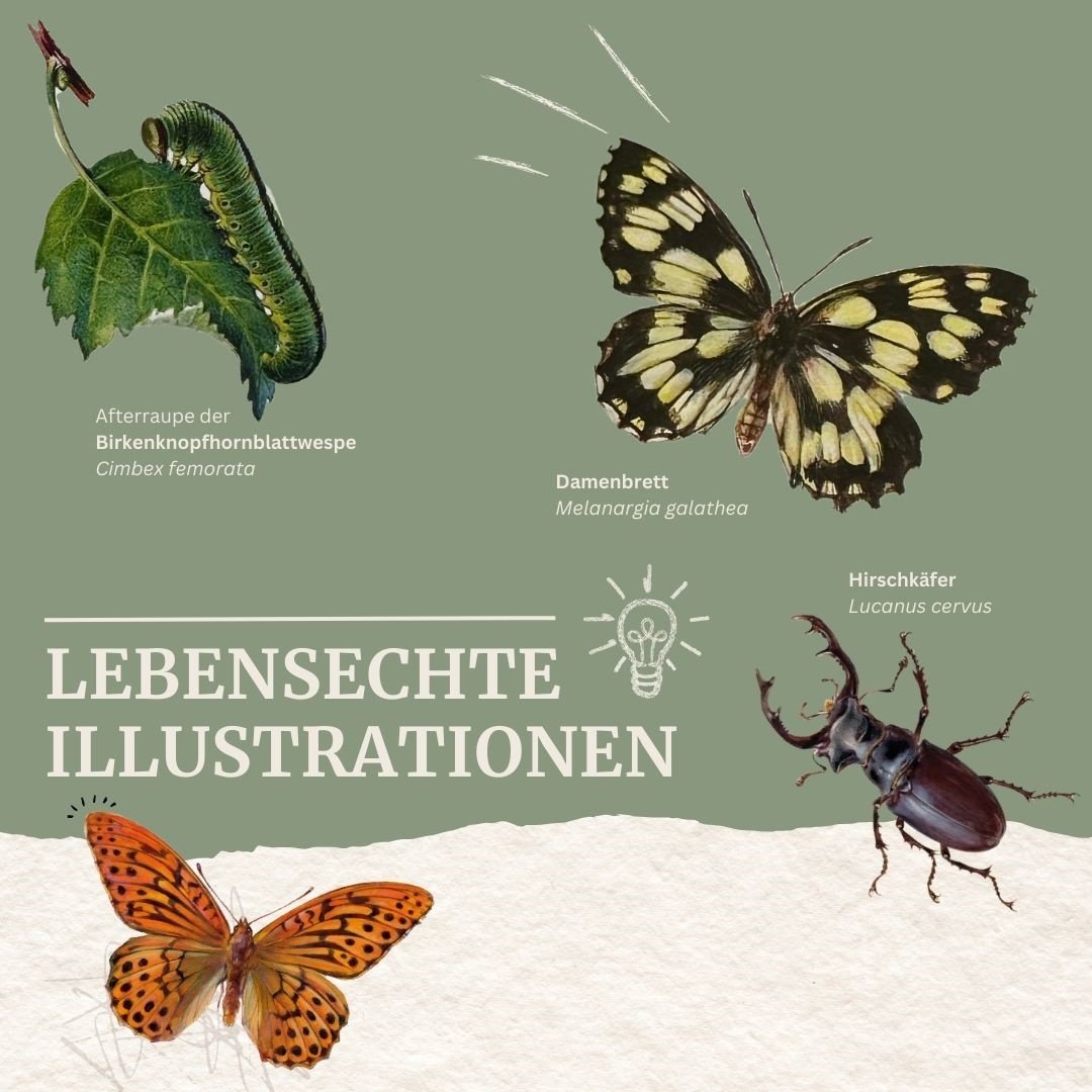 bestimmungsbuch natur amann