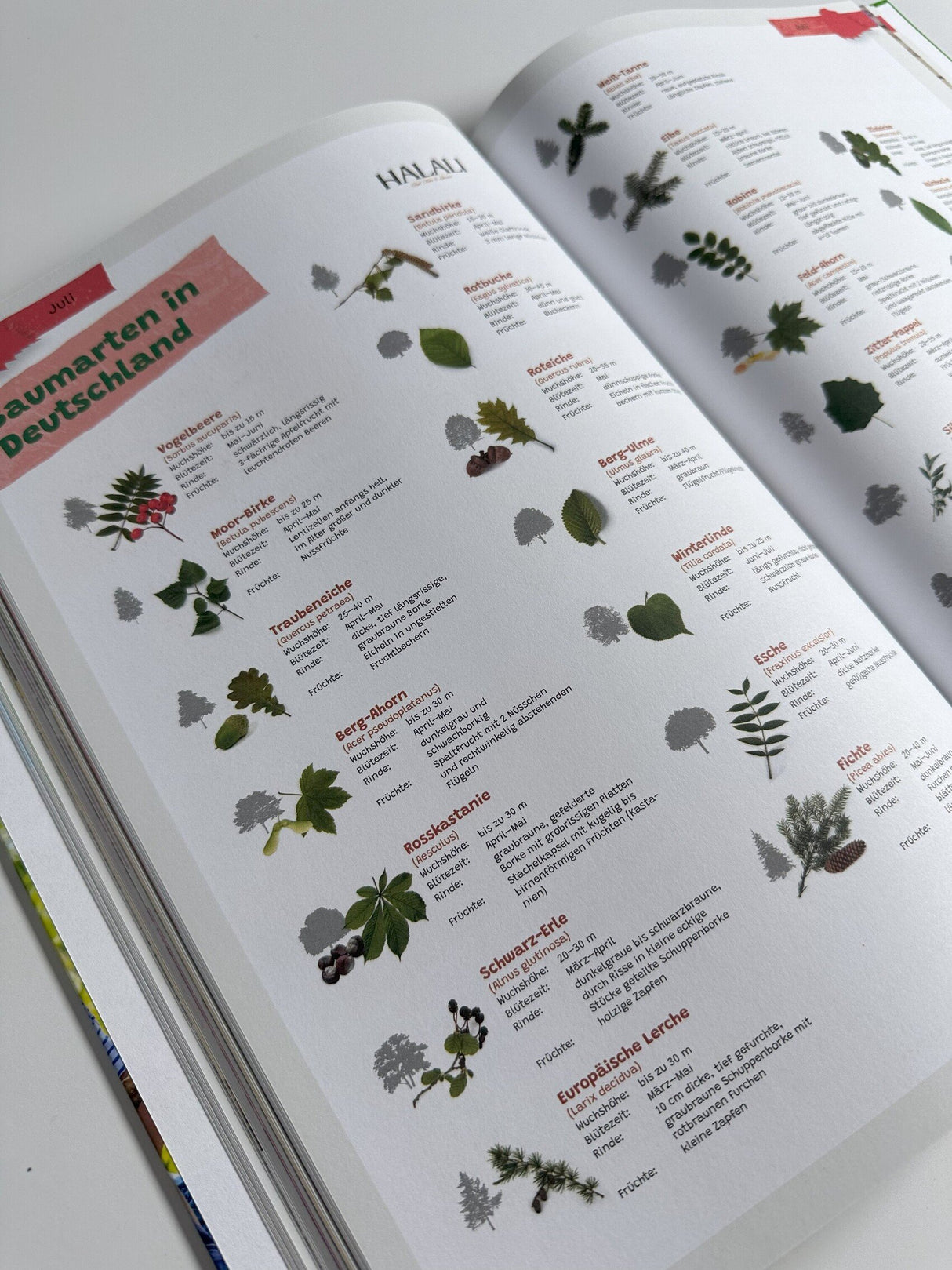 naturbuch fuer kinder
