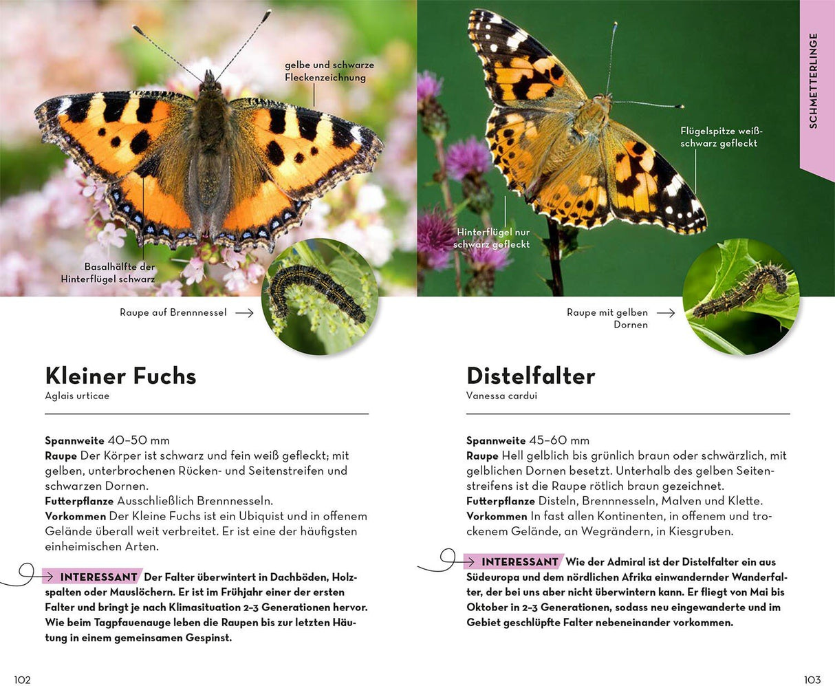 Schmetterlinge Bestimmen Buch