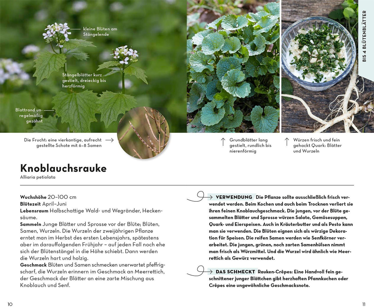 Knoblauchsrauke bestimmen