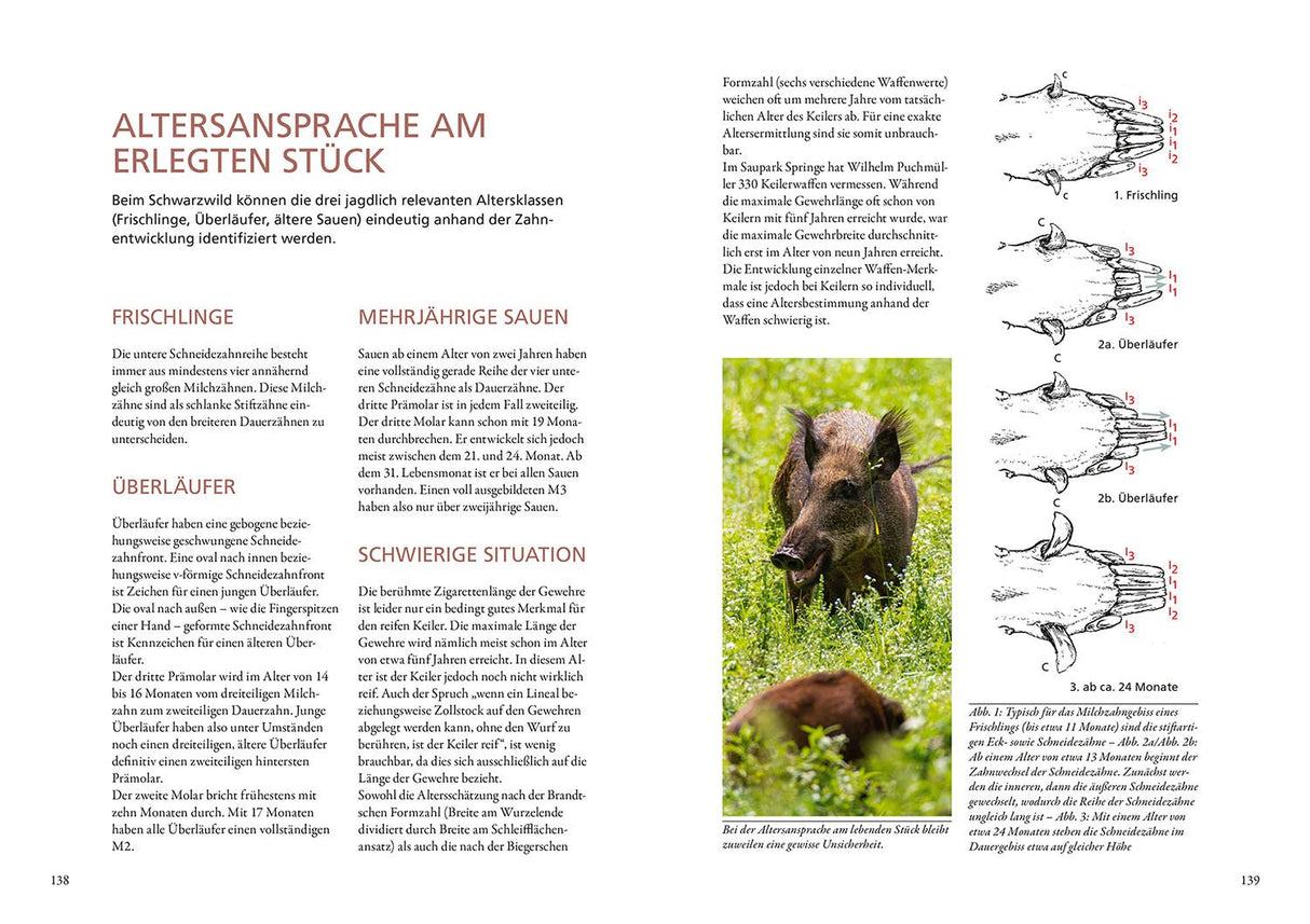 Altersansprache am erlegten stueck