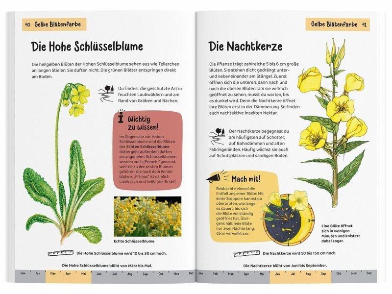 hohe schluesselblume bestimmen