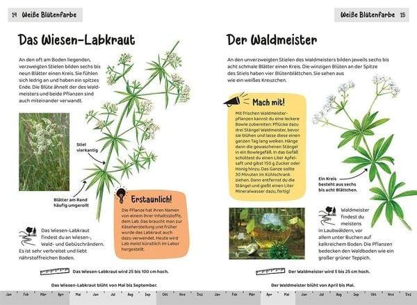 Wiesen-Labkraut bestimmen