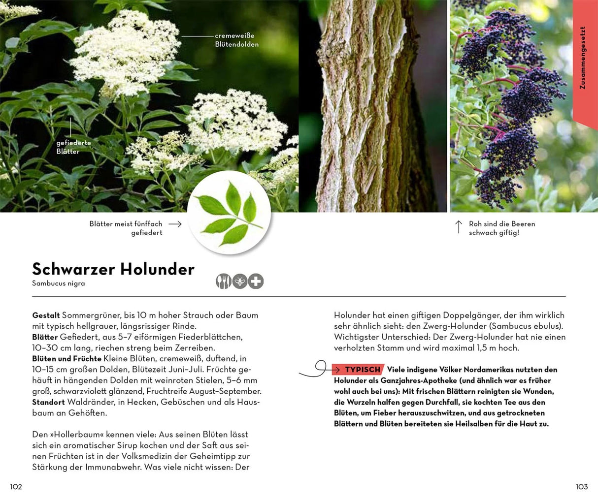 Basic Baeume bestimmungsbuch