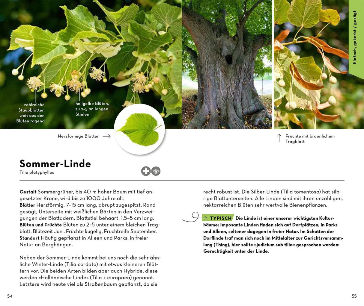 basic baeume bestimmen