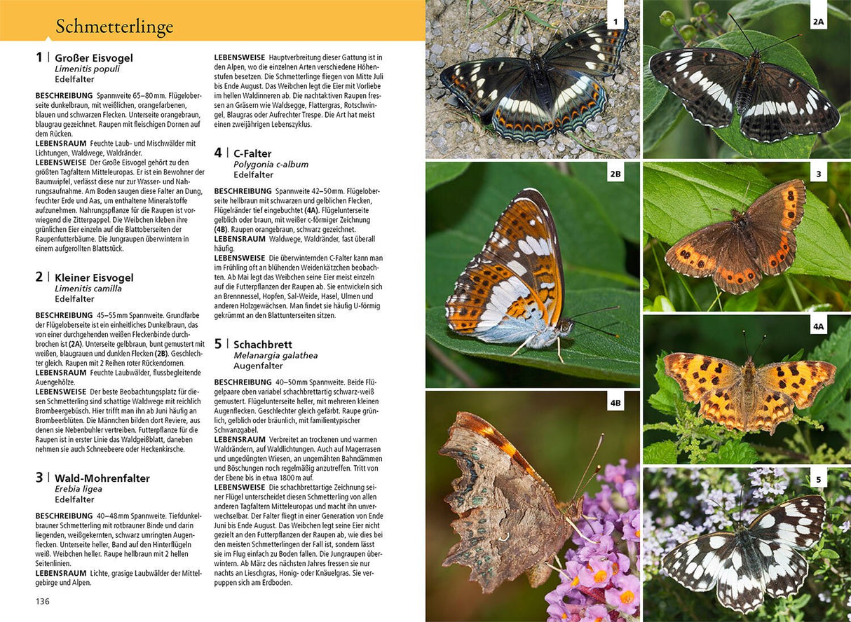 Der Kosmos Waldfuehrer Kosmos Buch