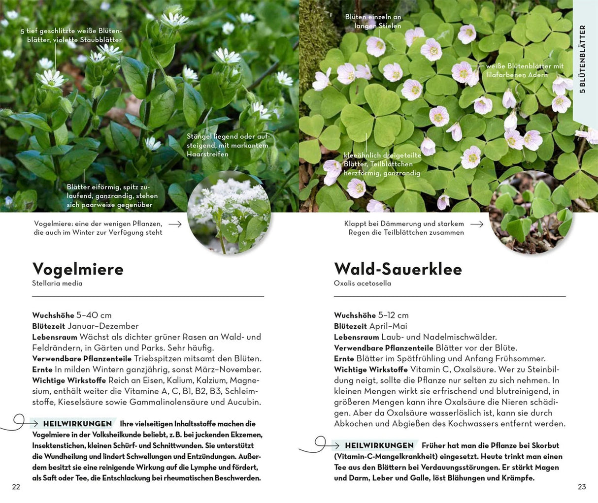 Basic Heilpflanzen, Heilkraeuter Buch