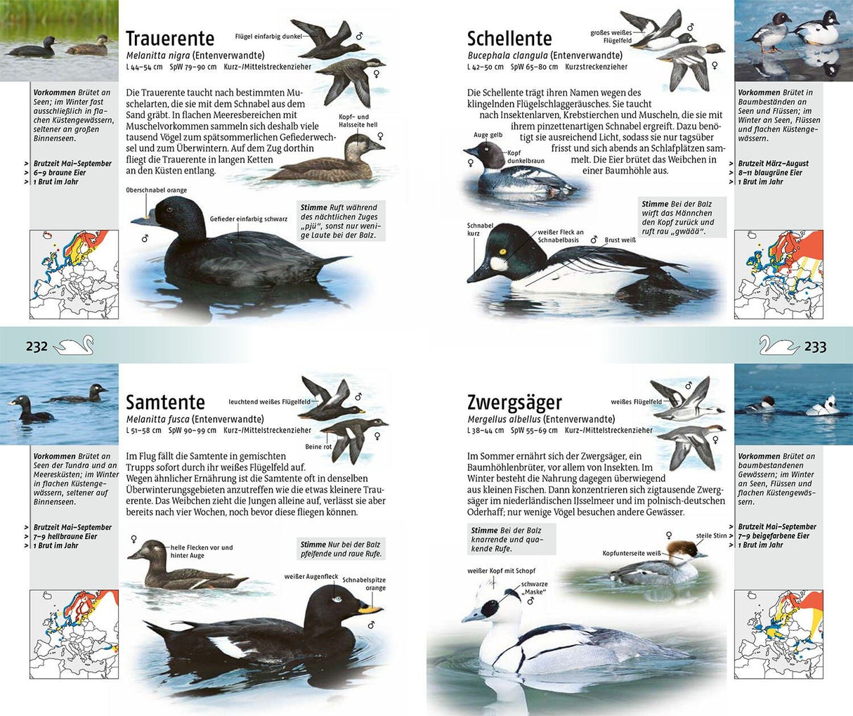 welcher vogel ist das innenansicht 3