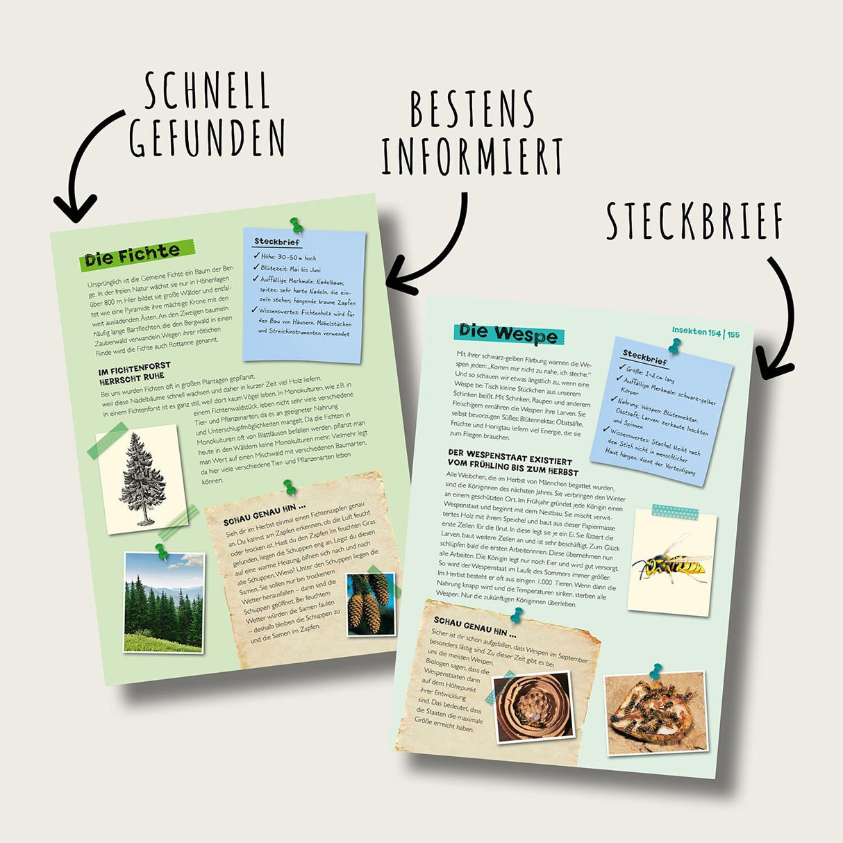 Mein Kosmos Buch Natur Innenansicht 2