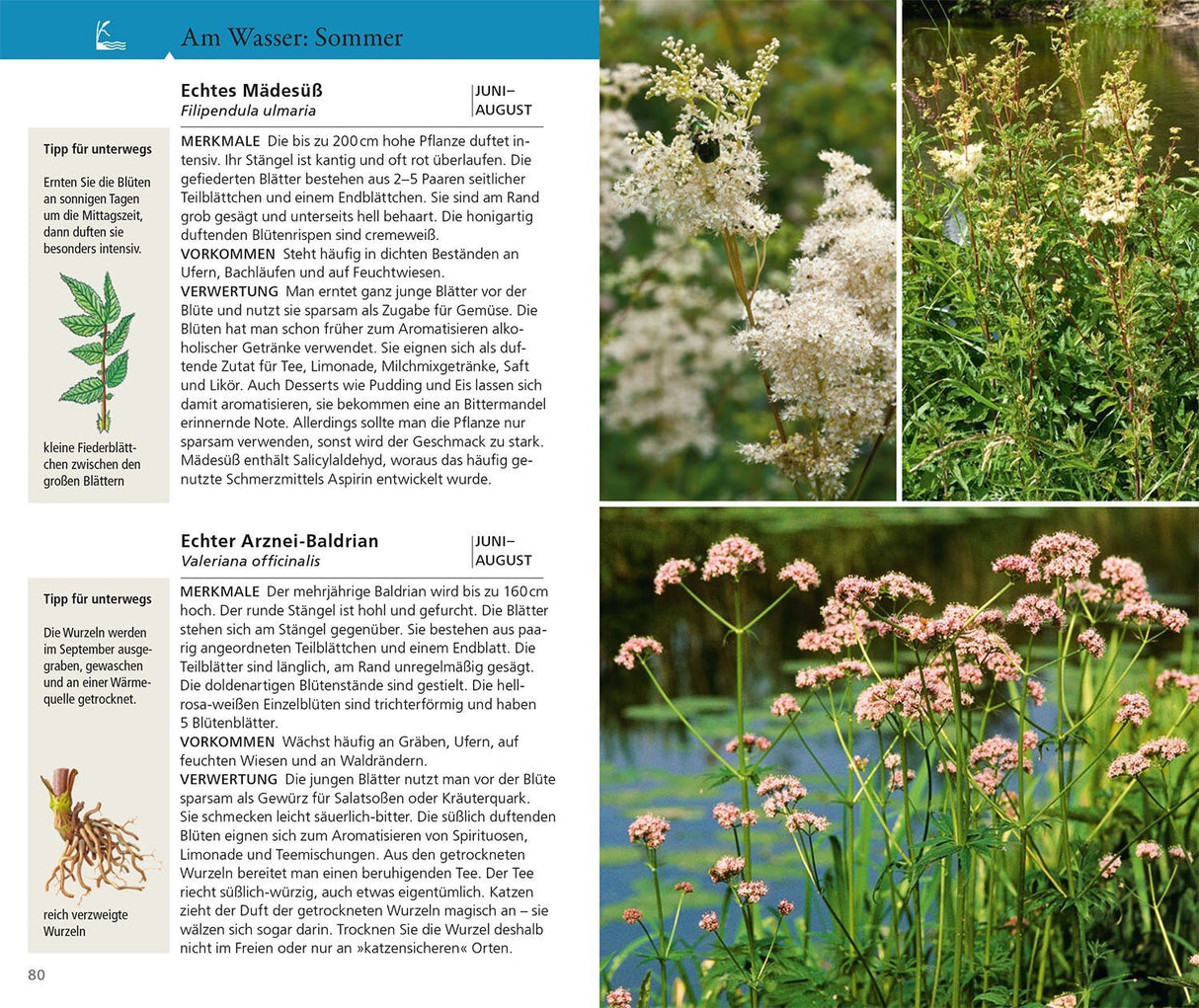 essbare wildbeeren bestimmen