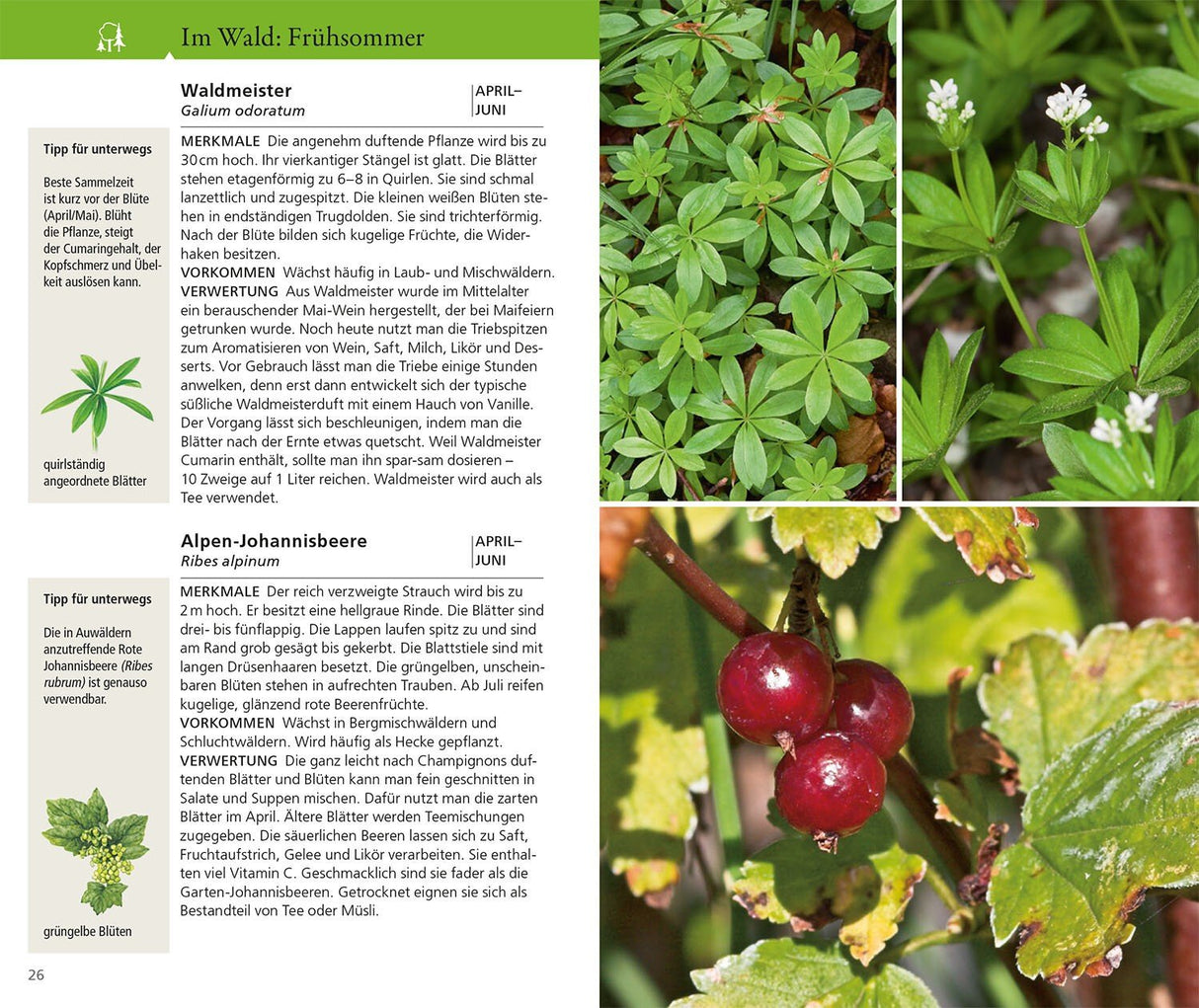 wildkraeuter bestimmen essbar
