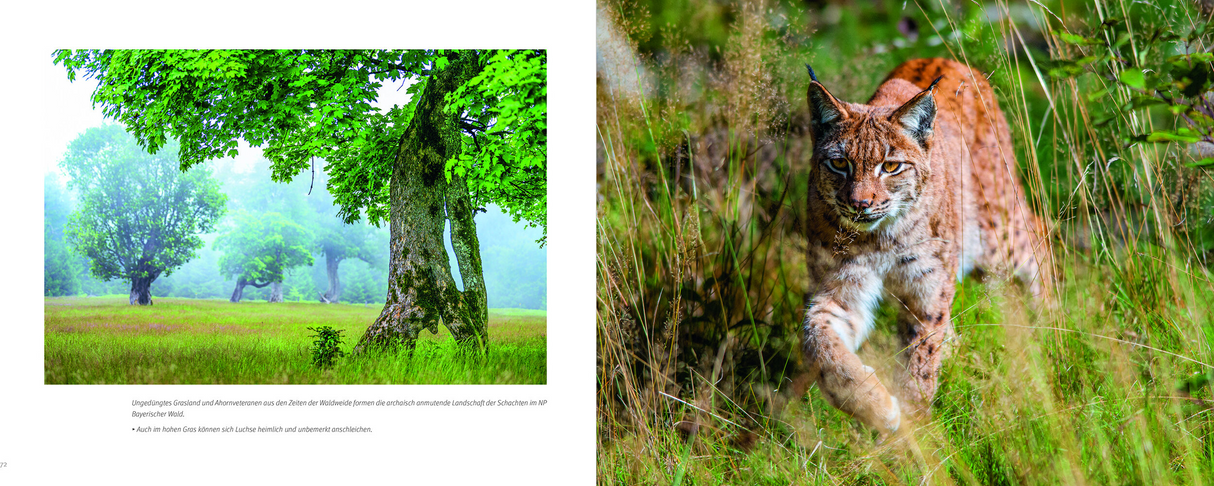 Luchs – Schattenwesen und Lichtgestalt - Innenansicht 2