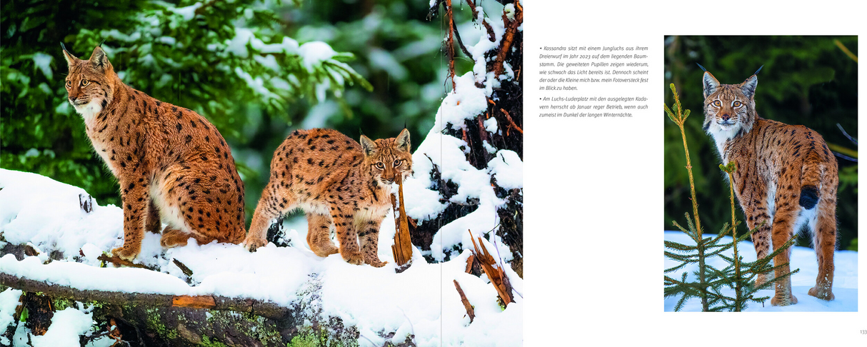 Luchs – Schattenwesen und Lichtgestalt - Innenansicht 3