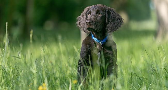 der jagdhundewelpe hundeerziehung buch