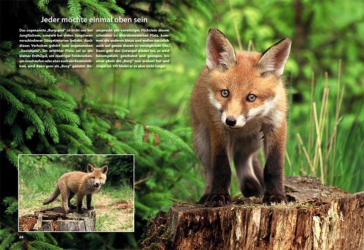 Abenteuer am Fuchsbau Innenansicht