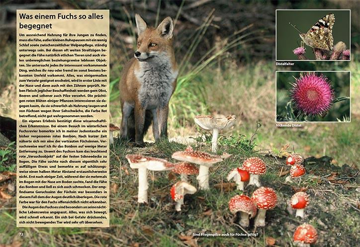 Bilder einer Fuchsfamilie Bildband