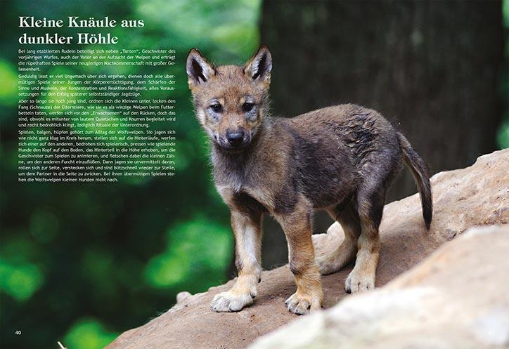 woelfe bildband buch