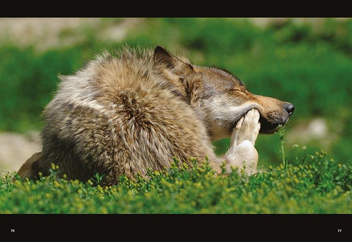 woelfe jaeger der naechte buch