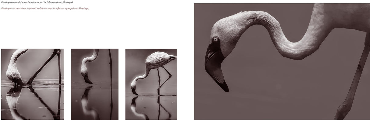 afrikajagd bildband natur