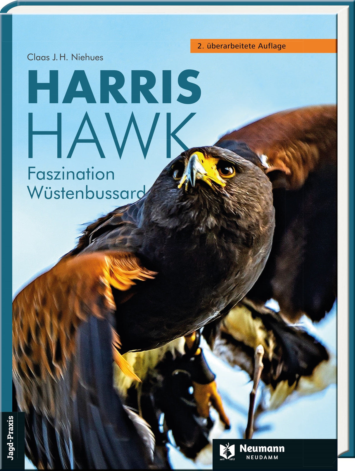 Harris Hawk Wuestenbussard