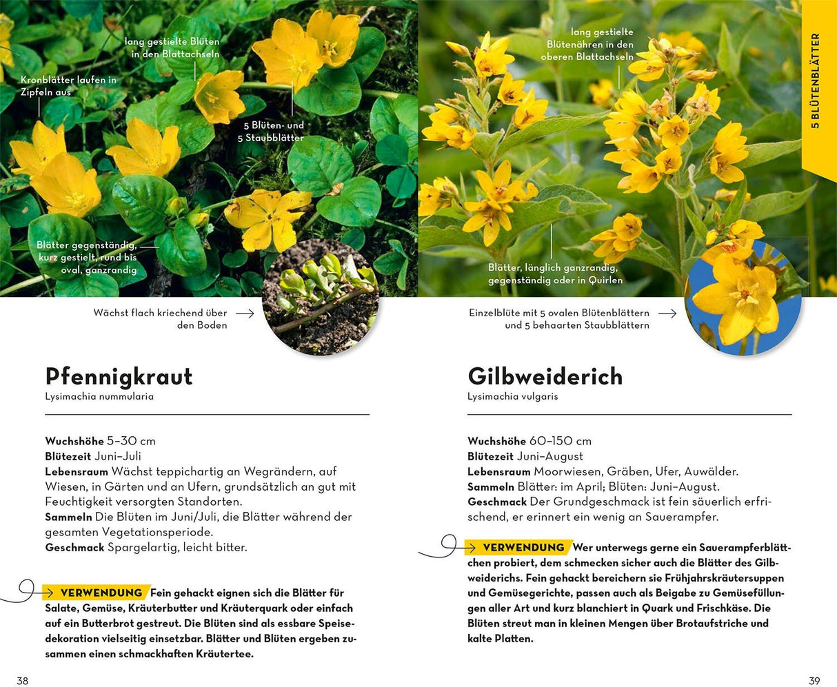 Pfennigkraut bestimmen