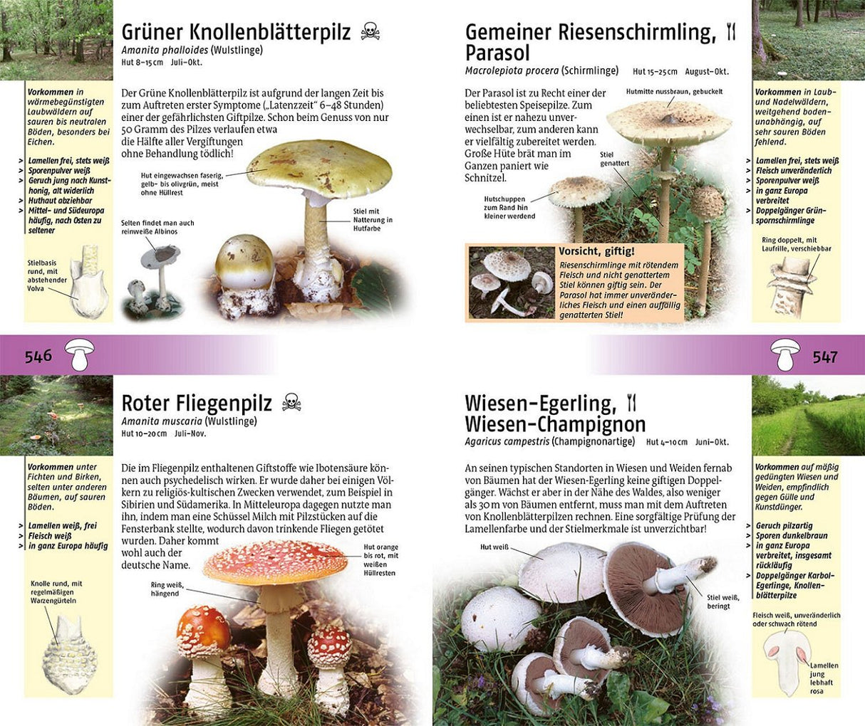 Pilze bestimmen mit Bildern einfach