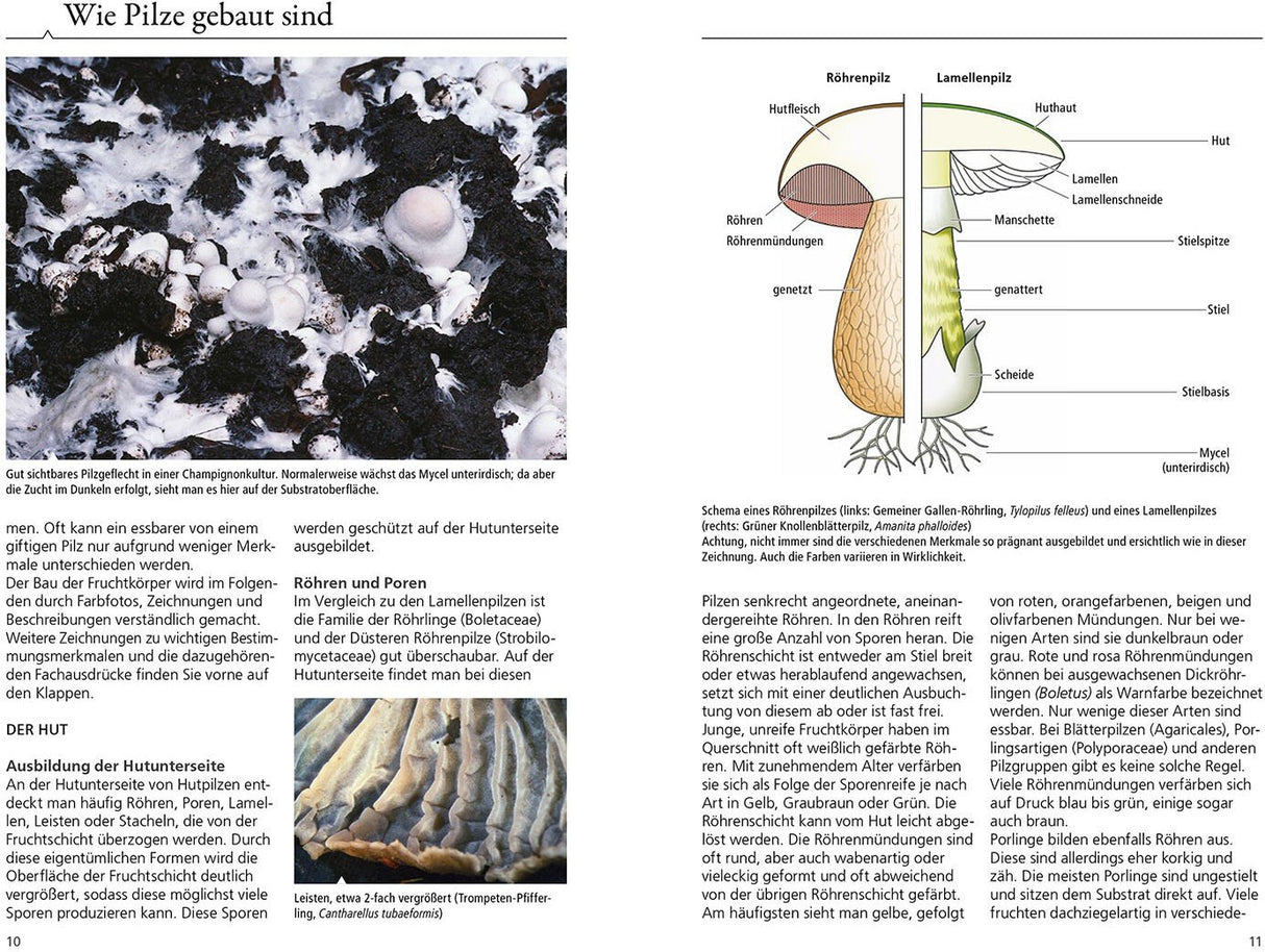 Pilzaufbau Beschreibung