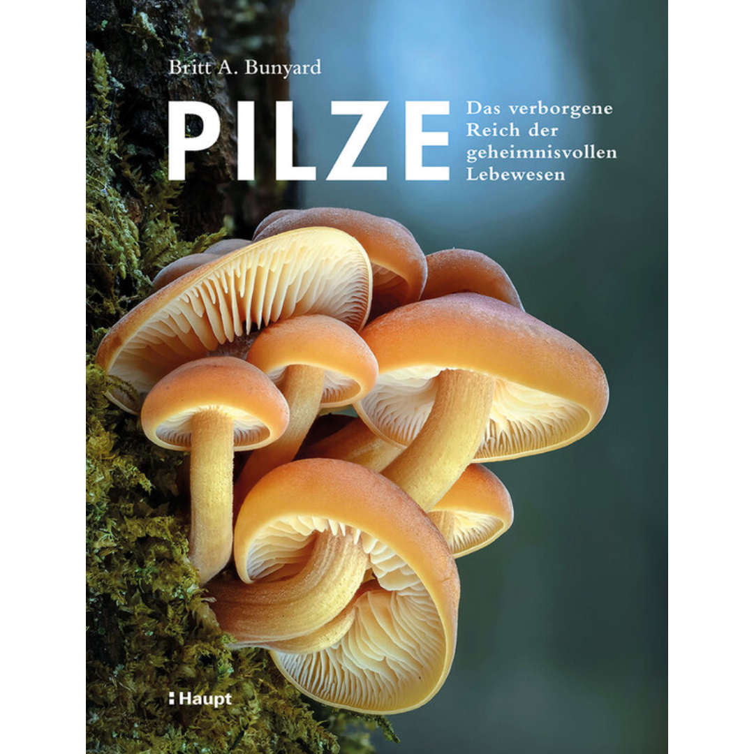 Pilze - Das verborgene Reich der geheimnisvollen Lebewesen