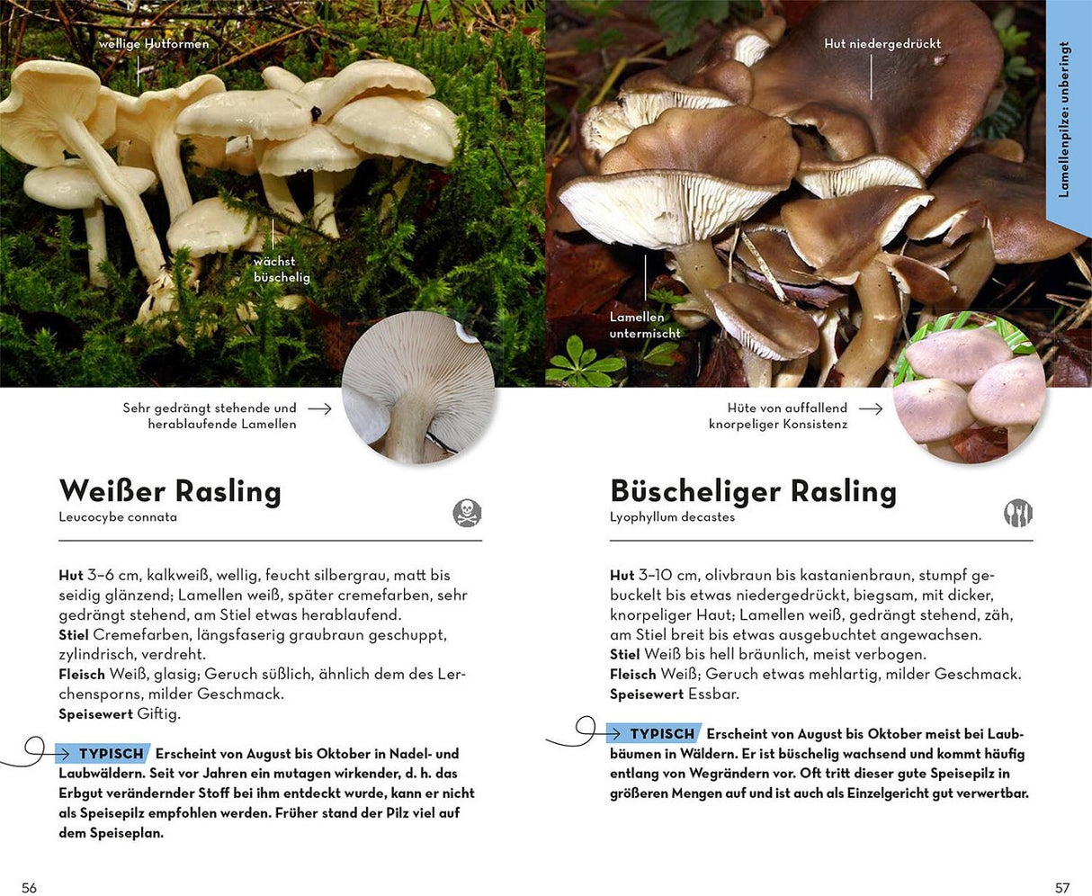 Pilz Rasling bestimmen