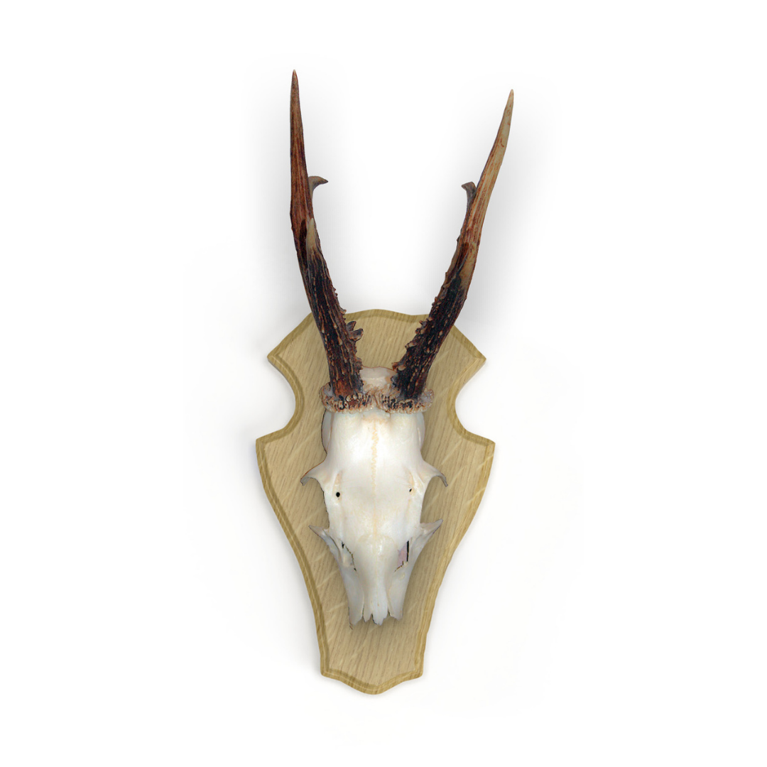 Rehbockbrett Eiche - abgerundete Form - hell - Trophäe