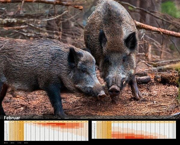 Sauen Kalender XXL Innenansicht