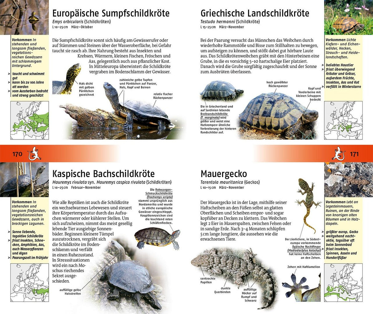 Schildkroeten bestimmen