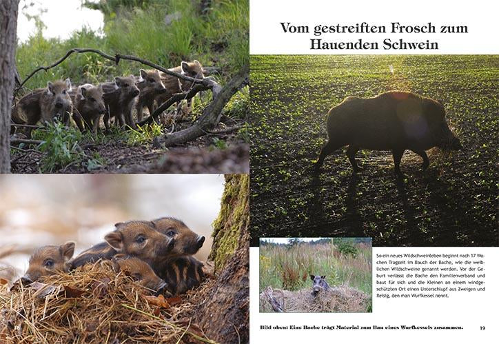 schwarzwild bildband